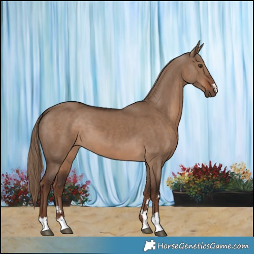 Horse Color:Liver Red Dun 