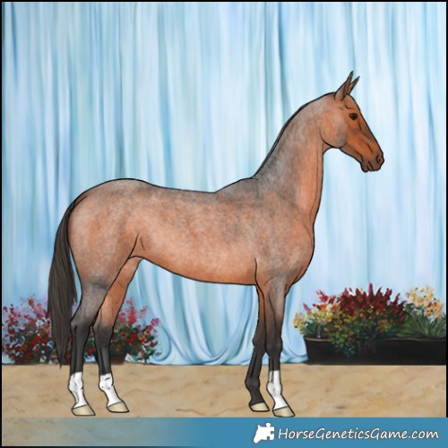 Horse Color:Bay Roan 