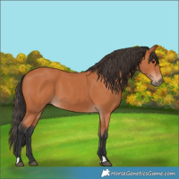 Horse Color:Bay 