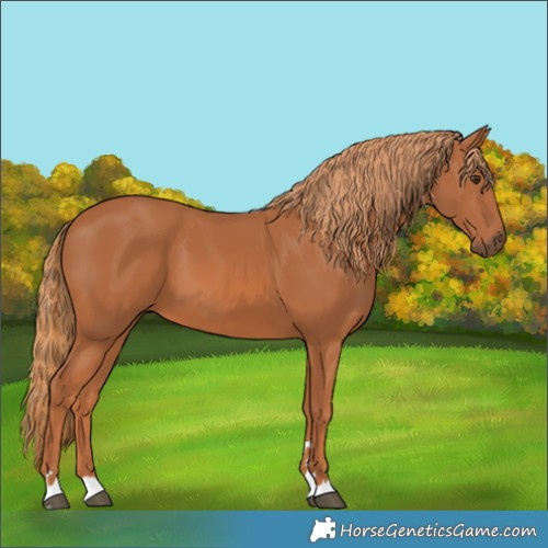 Horse Color:Chestnut 