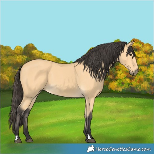Horse Color:Buckskin 