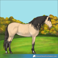 Horse Color:Buckskin 