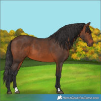 Horse Color:Brown 