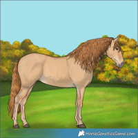 Horse Color:Red Dun 