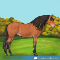 Horse Color:Bay 