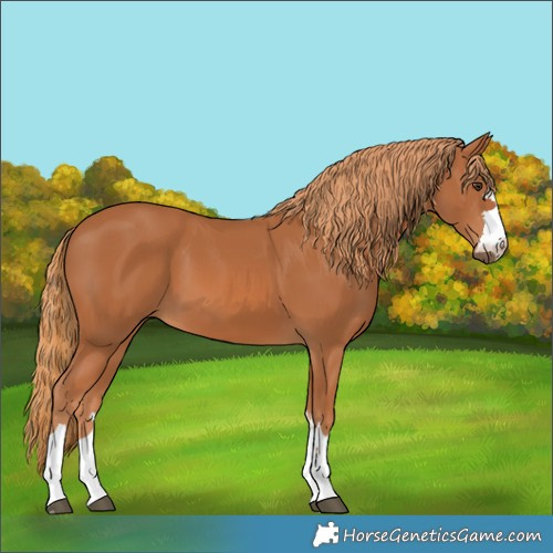 Horse Color:Chestnut 