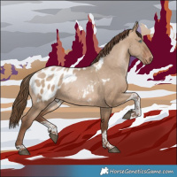 Horse Color:Brown Pearl Dun Sabino Tobiano Appaloosa 