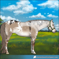 Horse Color:White Spotted Liver Red Dun Rabicano 