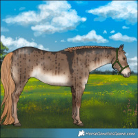 Horse Color:White Spotted Liver Red Dun Rabicano Brindle