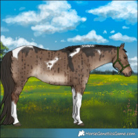 Horse Color:Liver Red Dun Tobiano Rabicano Brindle
