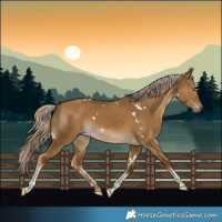 Horse Color:White Spotted Chocolate Palomino Dun Tobiano 