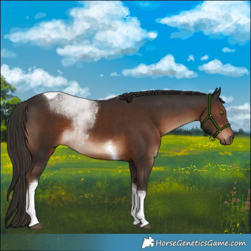 Horse Color:Liver Chestnut Tobiano 