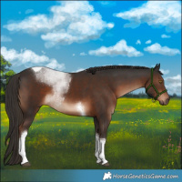 Horse Color:Liver Chestnut Tobiano 