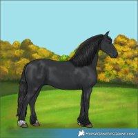 Horse Color:Black 