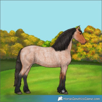 Horse Color:Bay Roan