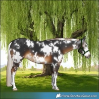 Horse Color:Gray White Spotted Chocolate Palomino