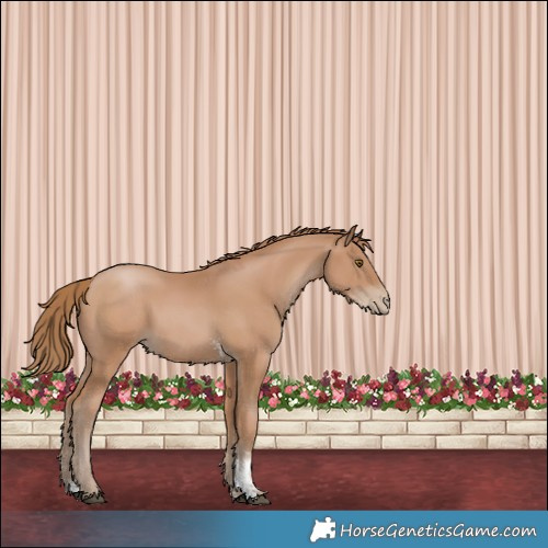 Horse Color:Black Pearl Sabino 