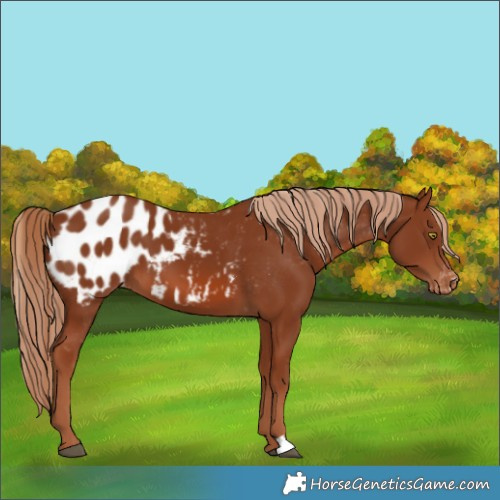 Horse Color:Chestnut Blanket 