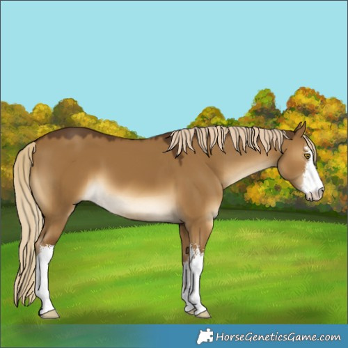 Horse Color:White Spotted Chocolate Palomino Dun 