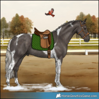 Horse Color:Silver Black Tobiano Rabicano 