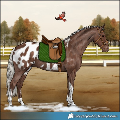 Horse Color:Silver Black Tobiano Appaloosa Rabicano