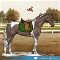 Horse Color:Silver Black Tobiano Rabicano 
