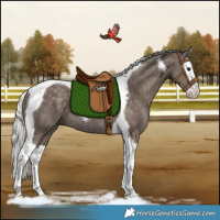 Horse Color:Silver Black Splash Tobiano Rabicano 