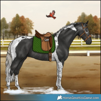 Horse Color:Gray Silver Black Tobiano Rabicano 