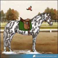 Horse Color:Silver Black Tobiano Appaloosa Rabicano 