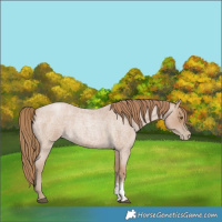 Horse Color:Blue Roan Pearl Sabino