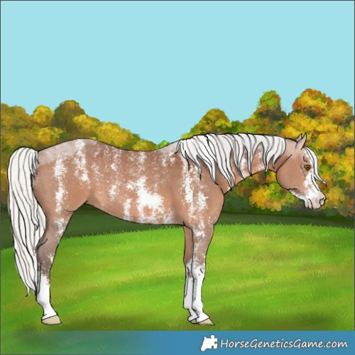 Horse Color:Powder White Silver Brown Sabino