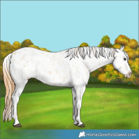 Horse Color:Red Dun Near Leopard  and Red Dun Near Fewspot 