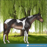 Horse Color:Liver Chestnut Tobiano Rabicano