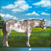 Horse Color:White Spotted Liver Red Dun Sabino Brindle 