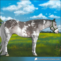 Horse Color:Platinum White Spotted Liver Chestnut Sabino 