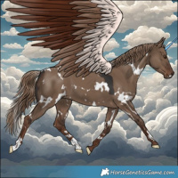 Horse Color:White Spotted Liver Red Dun 