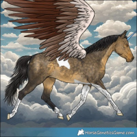 Horse Color:Buckskin Dun Tobiano