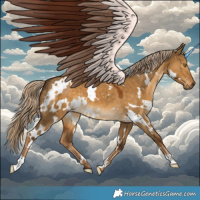 Horse Color:White Spotted Chocolate Palomino Dun 