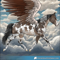 Horse Color:White Spotted Brown Dun 
