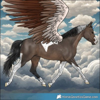 Horse Color:Brown Dun Tobiano 