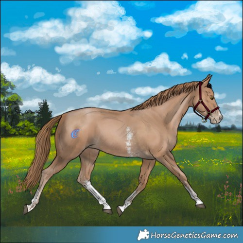 Horse Color:Black Pearl Sabino 
