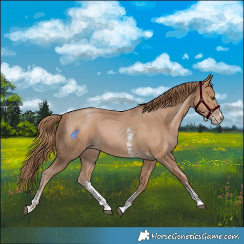 Horse Color:Black Pearl Sabino 