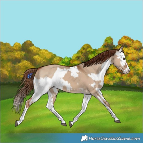 Horse Color:Red Dun Splash  and Red Dun Splash 