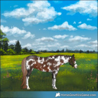 Horse Color:White Spotted Liver Chestnut 