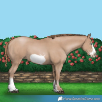 Horse Color:Black Pearl Sabino Frame 