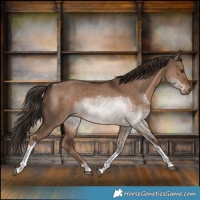 Horse Color:Liver Red Dun Tobiano 