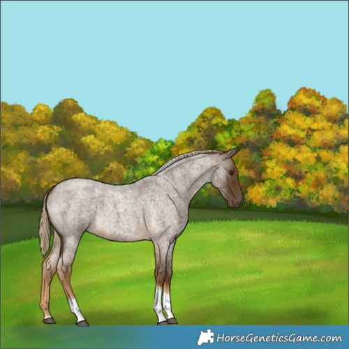 Horse Color:Chocolate Palomino Roan Tobiano 