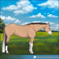 Horse Color:Bay Dun Splash 