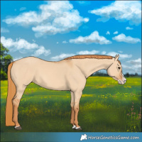 Horse Color:Red Dun Splash 