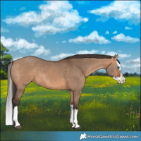 Horse Color:Bay Dun Splash 